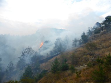 Kislovodsk, Rusya'nın Kislovodsk şehrindeki bir ring-mount'daki ormanda yangın
