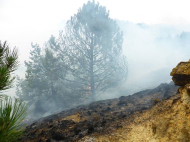 Kislovodsk, Rusya'nın Kislovodsk şehrindeki bir ring-mount'daki ormanda yangın