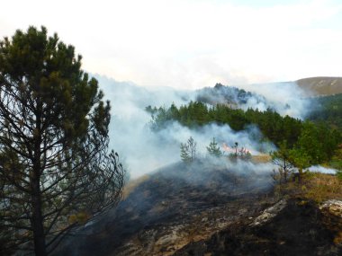 Kislovodsk, Rusya'nın Kislovodsk şehrindeki bir ring-mount'daki ormanda yangın