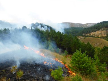 Kislovodsk, Rusya'nın Kislovodsk şehrindeki bir ring-mount'daki ormanda yangın