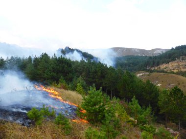 Kislovodsk, Rusya'nın Kislovodsk şehrindeki bir ring-mount'daki ormanda yangın
