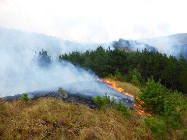 Kislovodsk, Rusya'nın Kislovodsk şehrindeki bir ring-mount'daki ormanda yangın