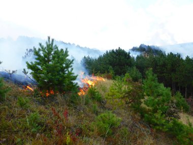 Kislovodsk, Rusya'nın Kislovodsk şehrindeki bir ring-mount'daki ormanda yangın