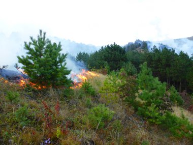 Kislovodsk, Rusya'nın Kislovodsk şehrindeki bir ring-mount'daki ormanda yangın