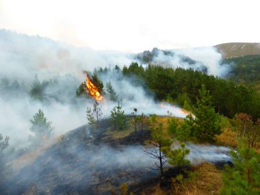 Kislovodsk, Rusya'nın Kislovodsk şehrindeki bir ring-mount'daki ormanda yangın