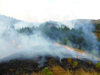 Kislovodsk, Rusya'nın Kislovodsk şehrindeki bir ring-mount'daki ormanda yangın