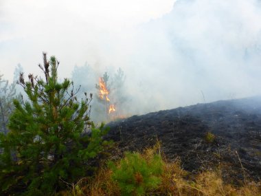 Kislovodsk, Rusya'nın Kislovodsk şehrindeki bir ring-mount'daki ormanda yangın