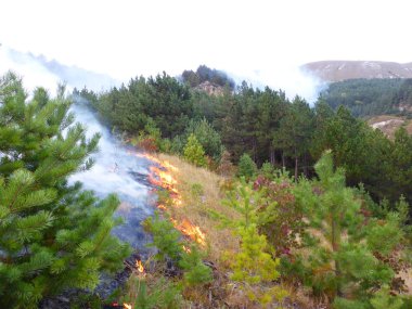 Kislovodsk, Rusya'nın Kislovodsk şehrindeki bir ring-mount'daki ormanda yangın