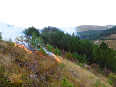 Kislovodsk, Rusya'nın Kislovodsk şehrindeki bir ring-mount'daki ormanda yangın