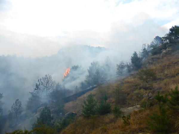 Kislovodsk, Rusya'nın Kislovodsk şehrindeki bir ring-mount'daki ormanda yangın