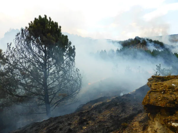 Kislovodsk, Rusya'nın Kislovodsk şehrindeki bir ring-mount'daki ormanda yangın