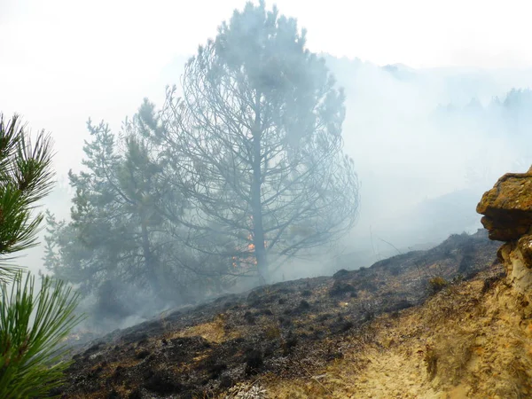 Kislovodsk, Rusya'nın Kislovodsk şehrindeki bir ring-mount'daki ormanda yangın