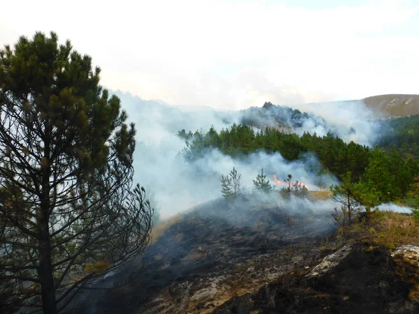 Kislovodsk, Rusya'nın Kislovodsk şehrindeki bir ring-mount'daki ormanda yangın