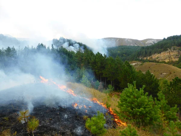 Kislovodsk, Rusya'nın Kislovodsk şehrindeki bir ring-mount'daki ormanda yangın
