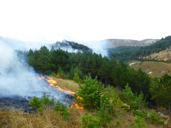 Kislovodsk, Rusya'nın Kislovodsk şehrindeki bir ring-mount'daki ormanda yangın