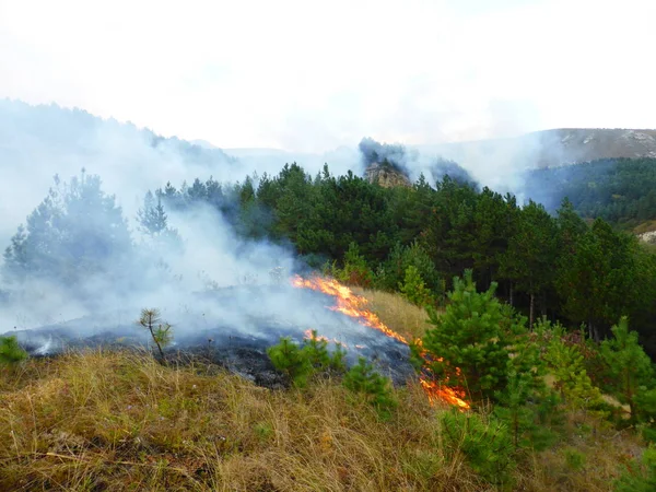 Kislovodsk, Rusya'nın Kislovodsk şehrindeki bir ring-mount'daki ormanda yangın