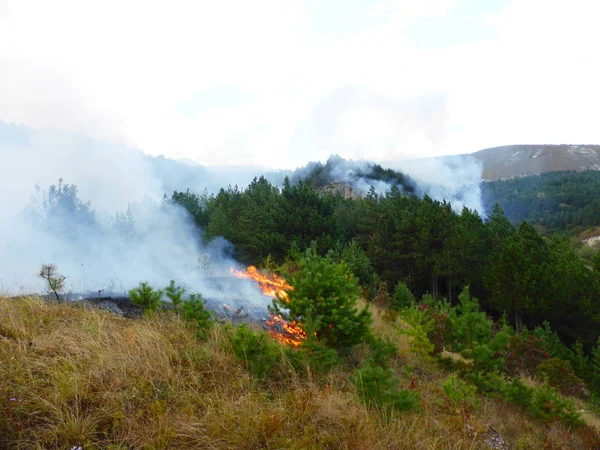 Kislovodsk, Rusya'nın Kislovodsk şehrindeki bir ring-mount'daki ormanda yangın