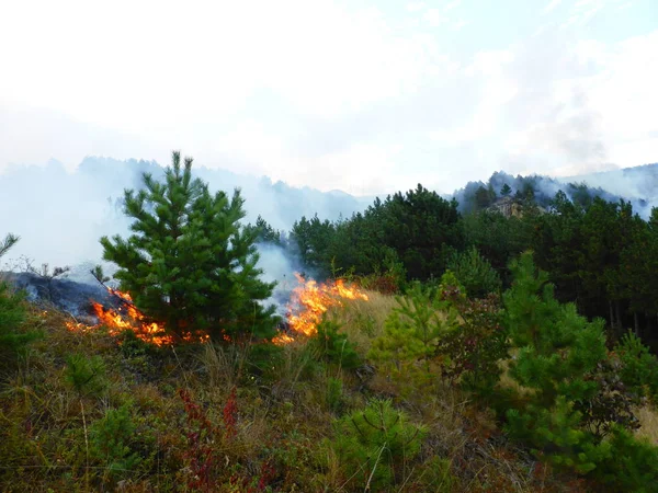 A fire in the woods on a Ring-mount, city of Kislovodsk, Russia