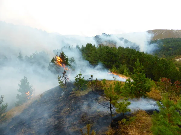 Kislovodsk, Rusya'nın Kislovodsk şehrindeki bir ring-mount'daki ormanda yangın