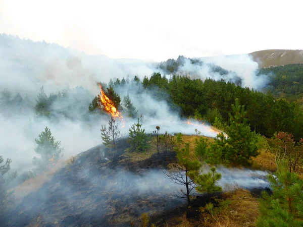 Kislovodsk, Rusya'nın Kislovodsk şehrindeki bir ring-mount'daki ormanda yangın