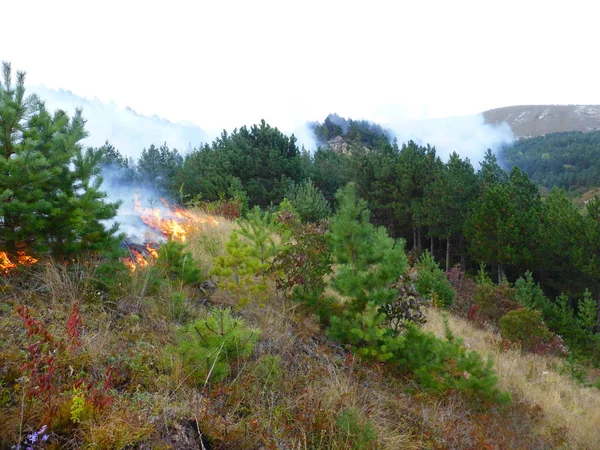 Kislovodsk, Rusya'nın Kislovodsk şehrindeki bir ring-mount'daki ormanda yangın