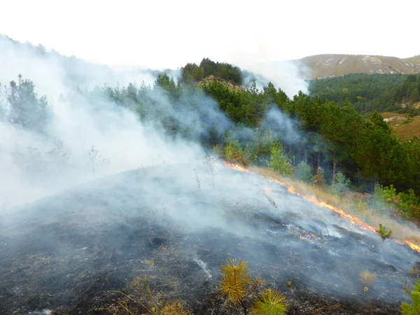 Kislovodsk, Rusya'nın Kislovodsk şehrindeki bir ring-mount'daki ormanda yangın