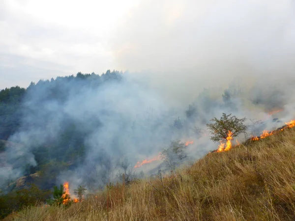 Kislovodsk, Rusya'nın Kislovodsk şehrindeki bir ring-mount'daki ormanda yangın