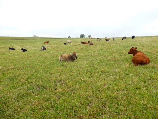 Vacche Pascolo — Foto Stock