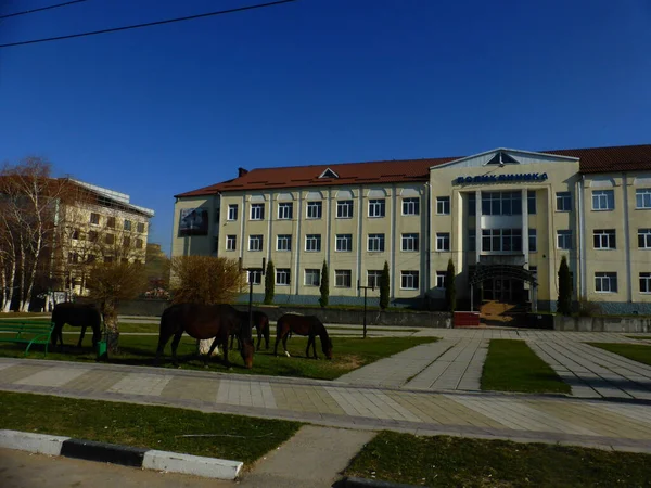 Caballos Frente Clínica Pueblo Uchkeken — Foto de Stock