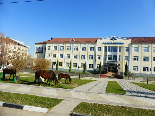 Лошади Перед Клиникой Деревне Учкекен — стоковое фото