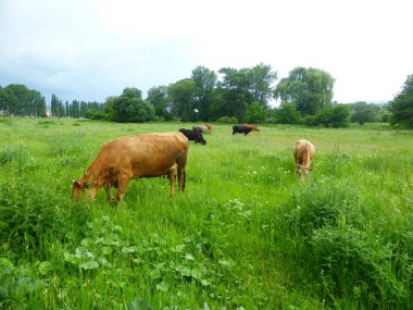 Yeşil bir çayırda bir inek sürüsü
