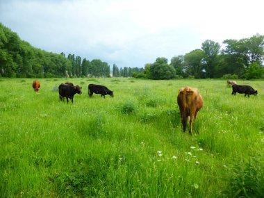 Yeşil bir çayırda bir inek sürüsü