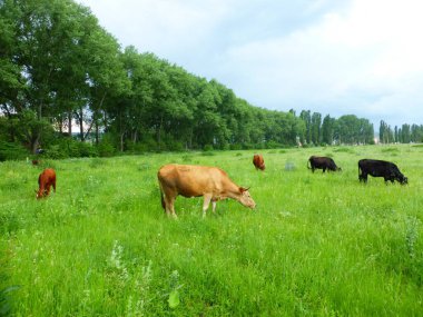 Yeşil bir çayırda bir inek sürüsü