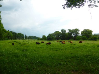 Yeşil bir çayırda bir inek sürüsü
