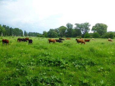 Yeşil bir çayırda bir inek sürüsü