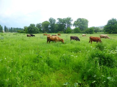 Yeşil bir çayırda bir inek sürüsü