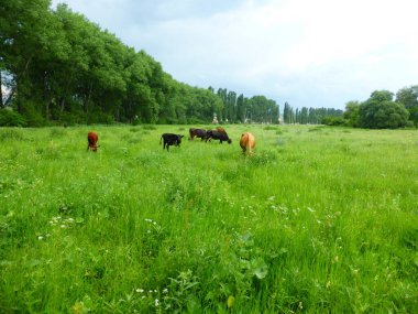 Yeşil bir çayırda bir inek sürüsü
