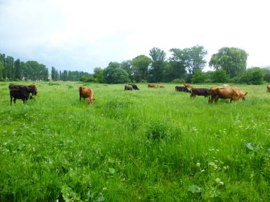 Yeşil bir çayırda bir inek sürüsü