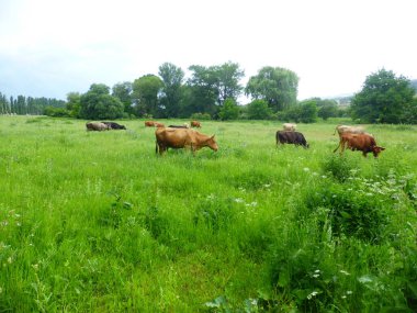 Yeşil bir çayırda bir inek sürüsü