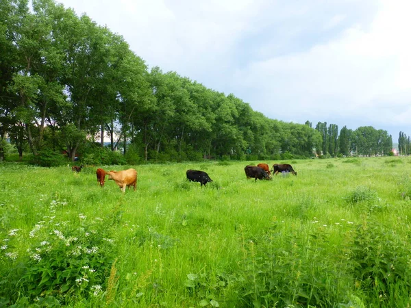 Una Mandria Mucche Prato Verde — Foto Stock