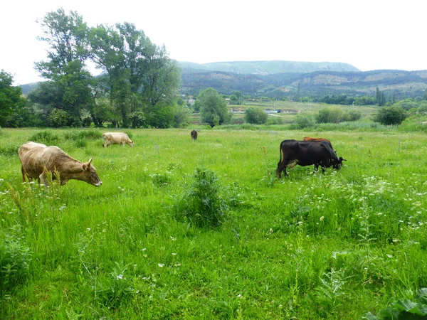 Een Kudde Koeien Een Groene Weide — Stockfoto