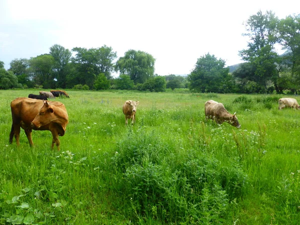 Uma Manada Vacas Num Prado Verde — Fotografia de Stock