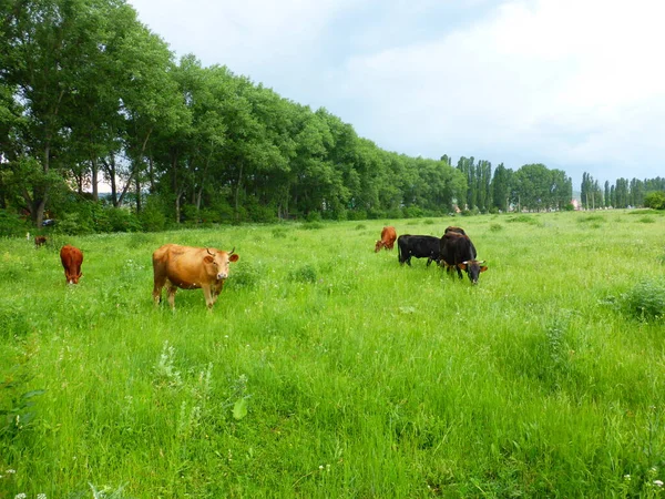 Стадо Коров Зеленом Лугу — стоковое фото