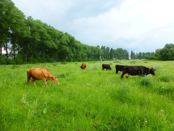 Stado Krów Zielonej Łące — Zdjęcie stockowe