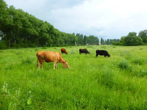 Yeşil bir çayırda bir inek sürüsü