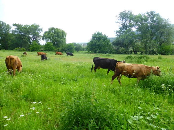 Troupeau Vaches Sur Une Prairie Verte — Photo