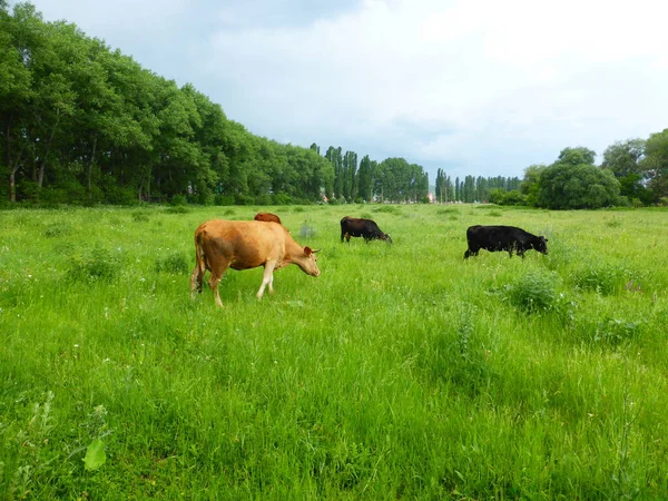 Uma Manada Vacas Num Prado Verde — Fotografia de Stock