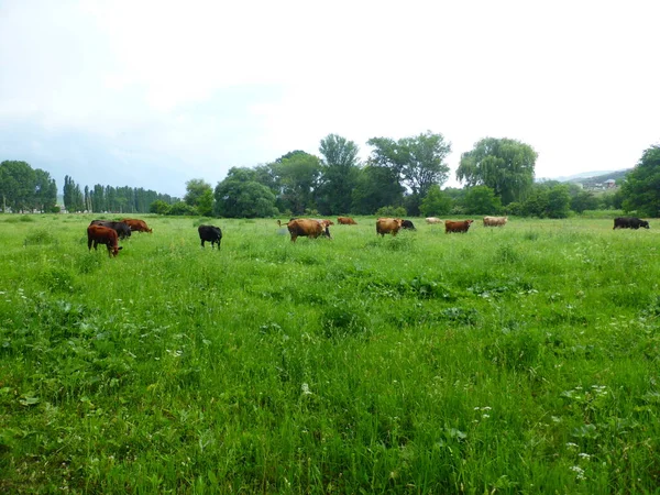 Uma Manada Vacas Num Prado Verde — Fotografia de Stock