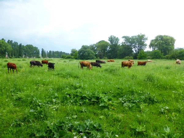 Eine Herde Kühe Auf Einer Grünen Wiese — Stockfoto