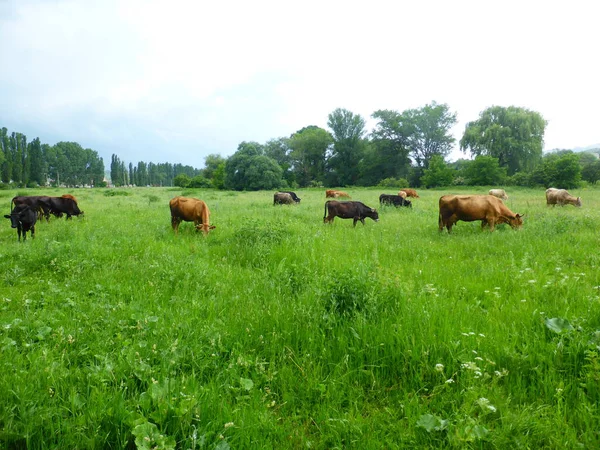 Uma Manada Vacas Num Prado Verde — Fotografia de Stock